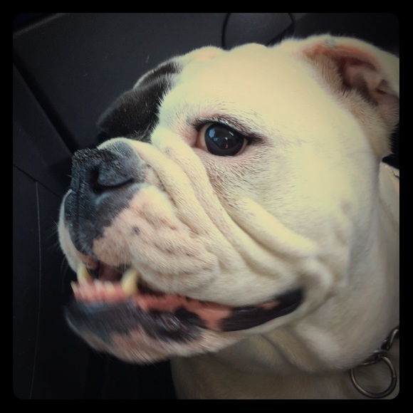 Meet your Posher, Sylvia - Picture 1 of 1